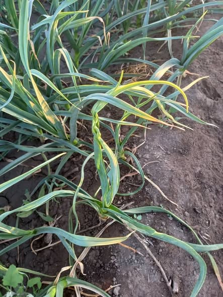 السلام عليكم ورحمة الله وبركاته
التوم ده اترش فطري كبريت ومانكوزيب ومتلاكسيل وعناكب وثربس ومتغذي تمام واي حاجه بس ظهرت الاصابه دي وفي بدايه عفن في رأس التوم تحت وللعلم مش راشش حشائش نهائي ارجو الأفاده وجزاكم الله خيرا